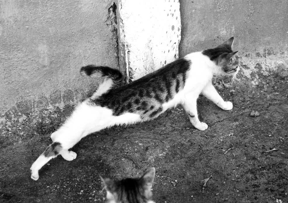 Растяжка кошко