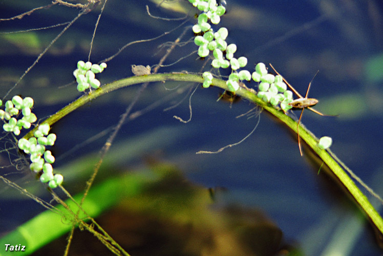 Водомерка водомерка река водоросли