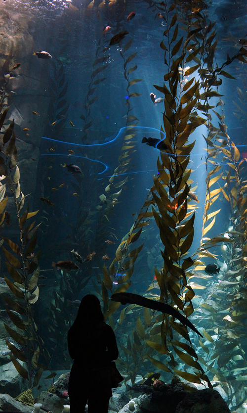 ***  Aquarium_of_Canada Toronto 