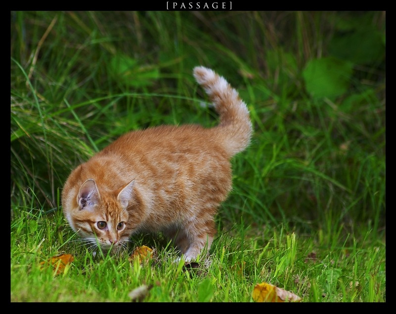 рыжий... кот котенок