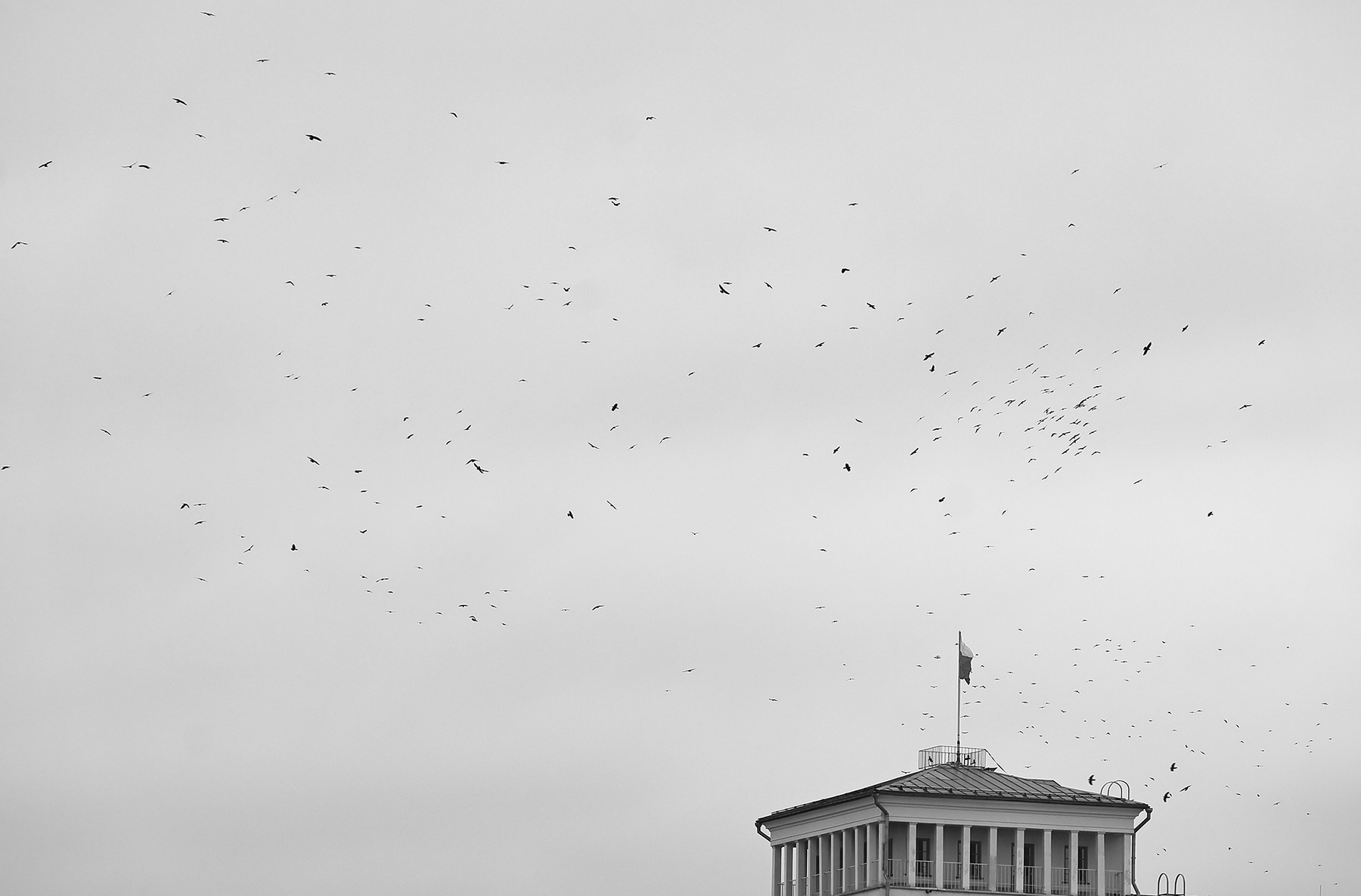 птицы над городом 