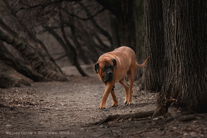 Василий ищет Друга в Сонной лощине Мастифф Mastiff Английский Василий Пес Друг человека