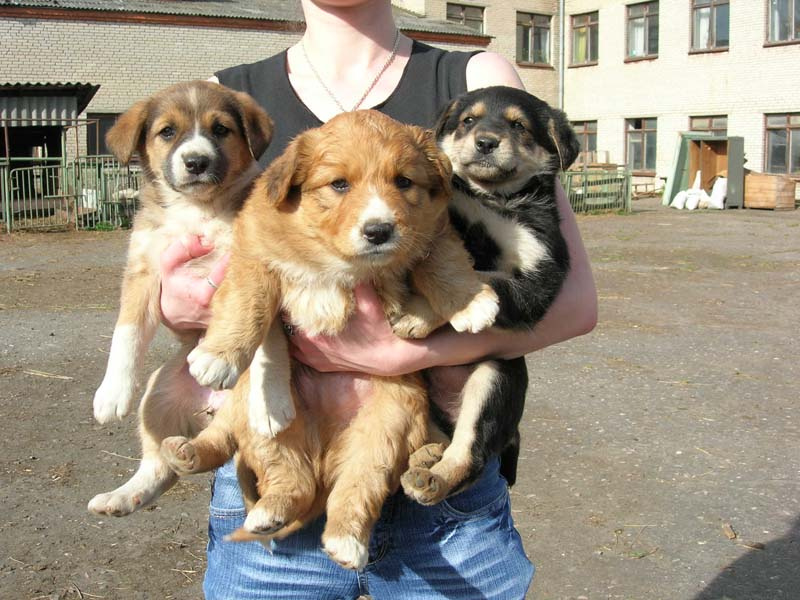  Букет из трёх... подкидыши щенки