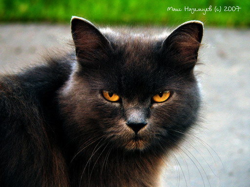 Wild Cat кот кошки животные любимцы глазы дикий зверь