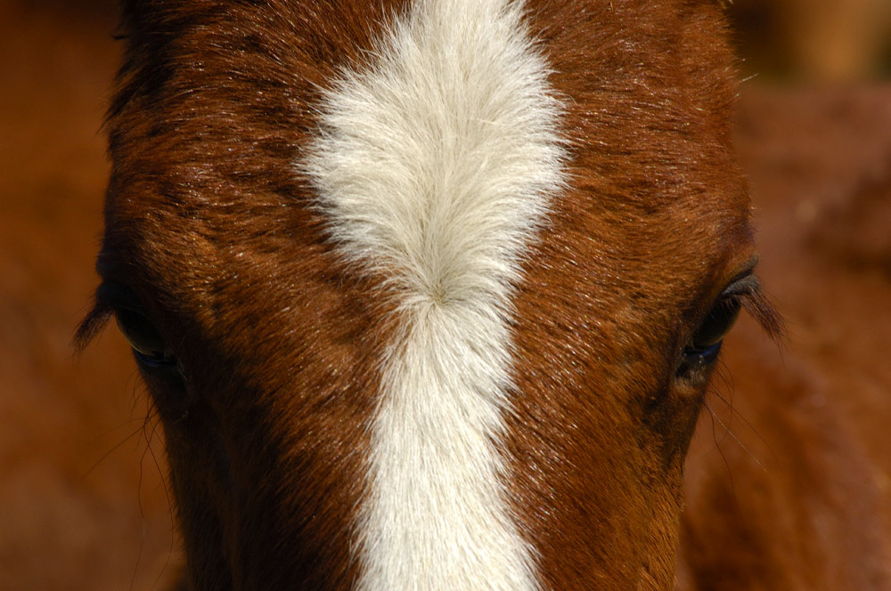 *** Look into my eyes 