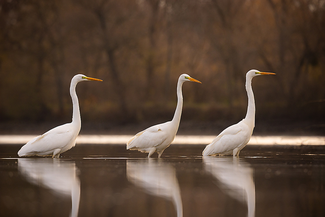 Herons 