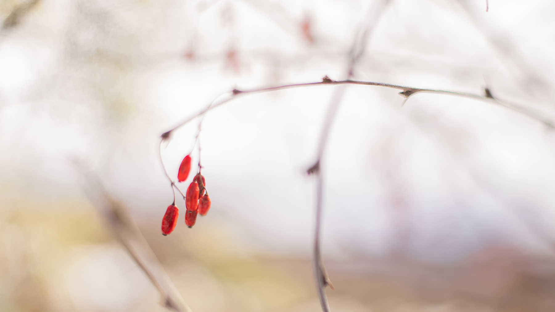Wilberries 