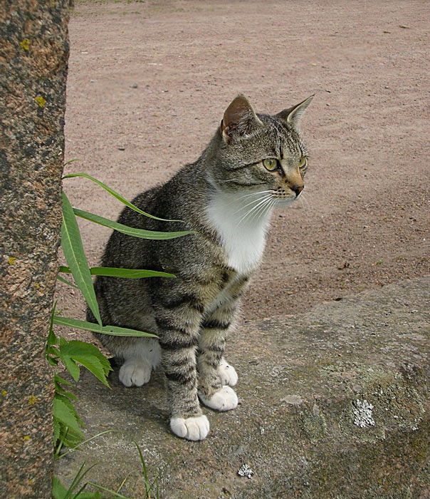 Что там? кот взгляд улица