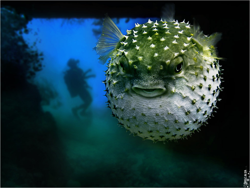 Angry fish Angry, fish