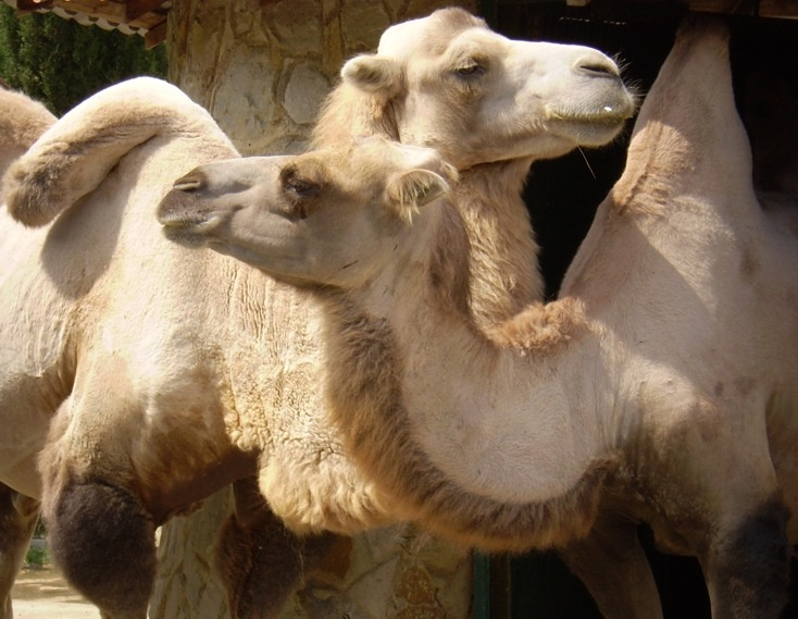 Camel верблюд животные лето