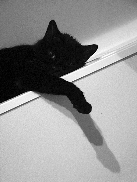 Monster / чудовище чудовище, кошка
