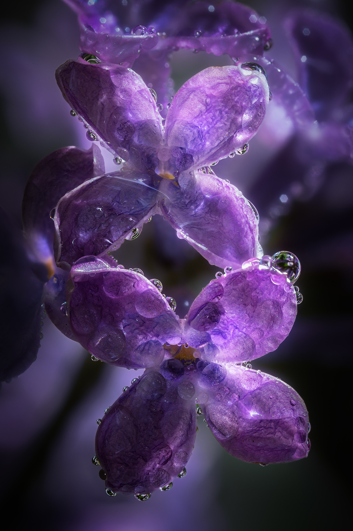 Майские краски... сирень май природа весна макро фотография