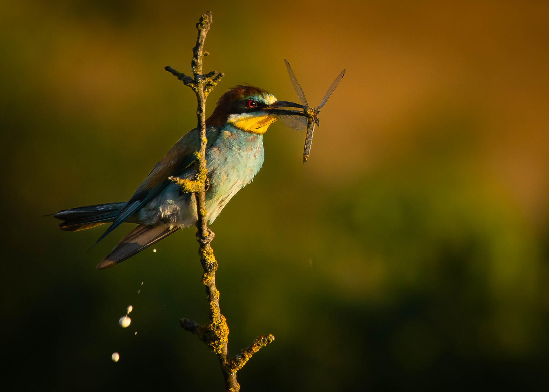 Bee-eater 