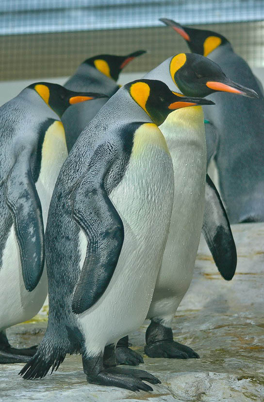 Королевские... вена зоопарк королевские пингвины