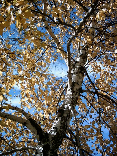 Краски осени. Веселье Fall, cloros, joy