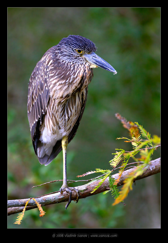 Недоросль Кваква Black Crowned Night Heron Флорида US
