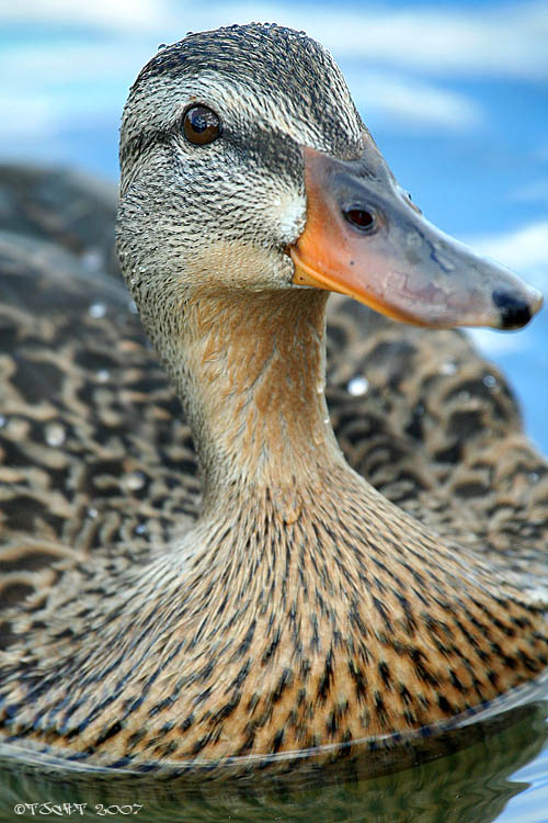DUCK утка ... сЪ яблоками