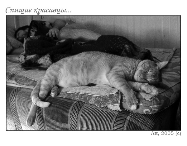 спящие красавцы ночь, сон, коты