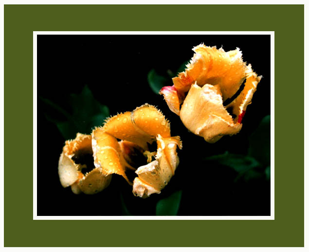 flowers in dance 