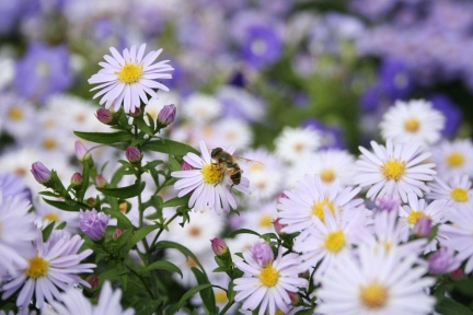 bee пчела, цветы
