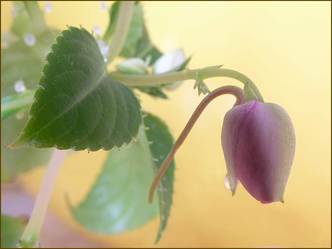 Impatiens 