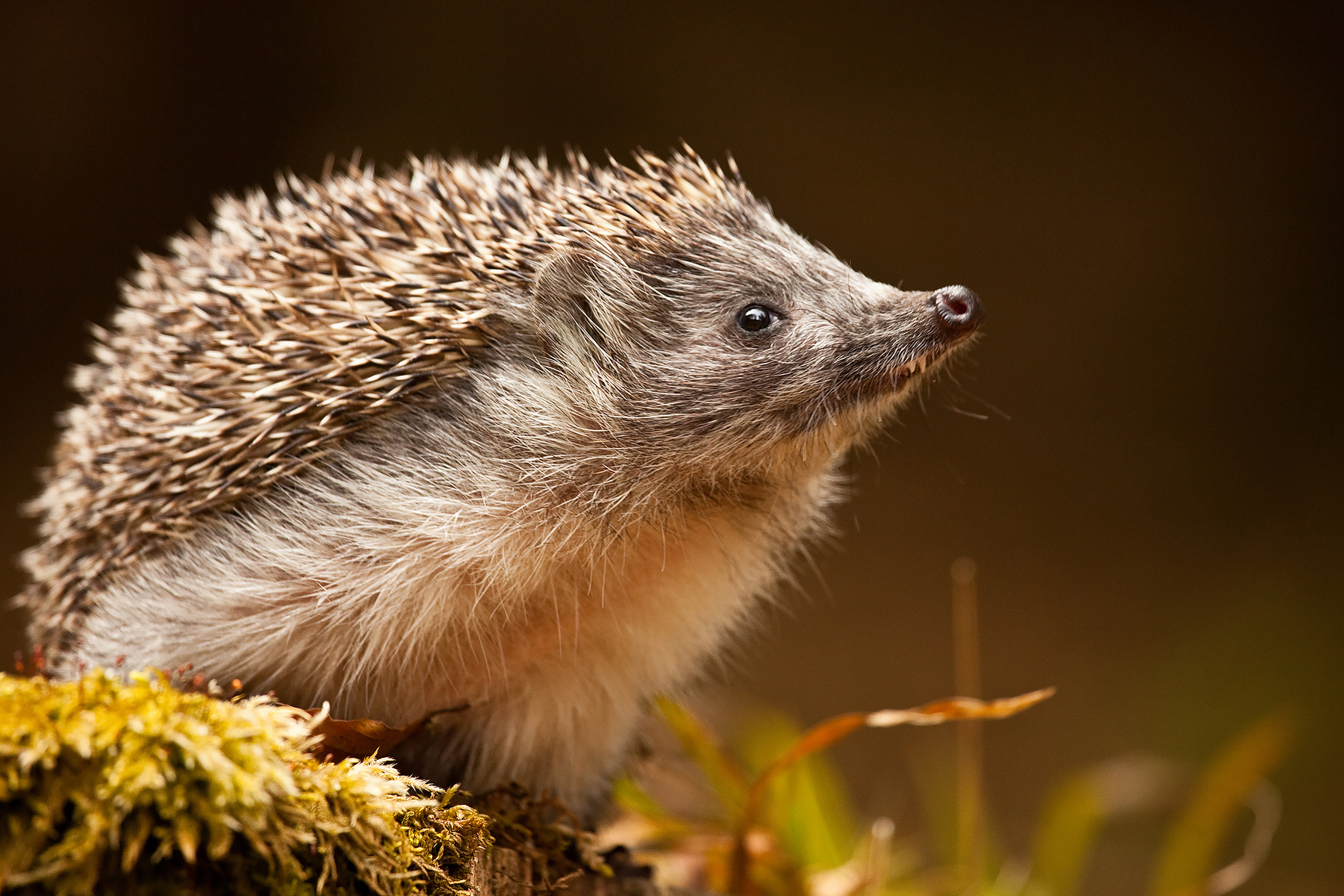 Hedgehog 