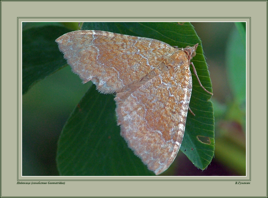 Пяденица бабочка Пяденица Geometridae