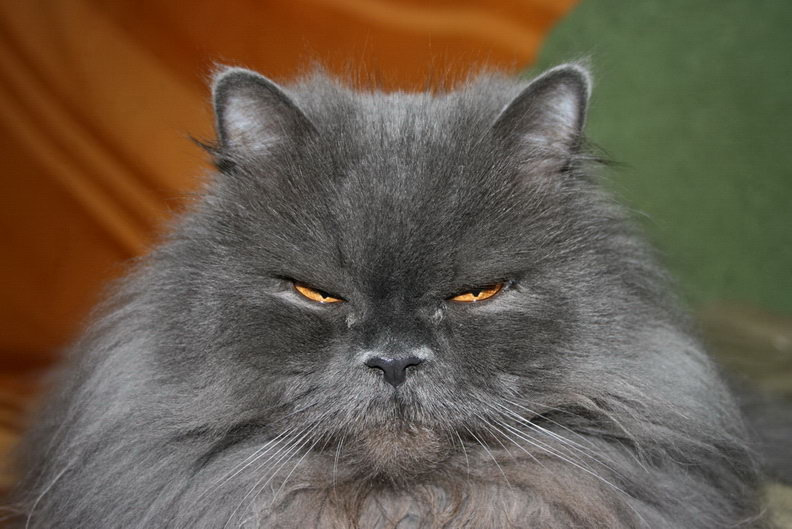 Милашка кот, глаза