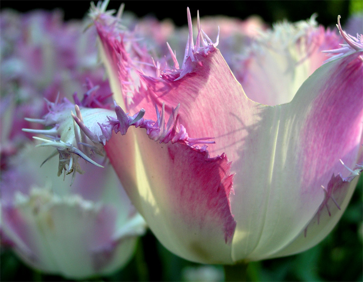 сады Кёкенхоф (2) tulips тюльпаны Keukenhof gardens Holland
