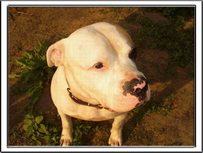 не правда ли милая собачка?=) my, little, puppy