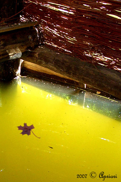 солнце под водой? лето вода пруг солнце плетень кленовый лист