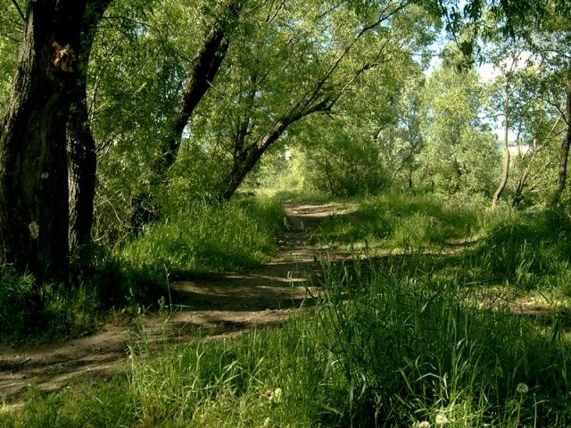 Тропинка деревья пруд вода тропинка