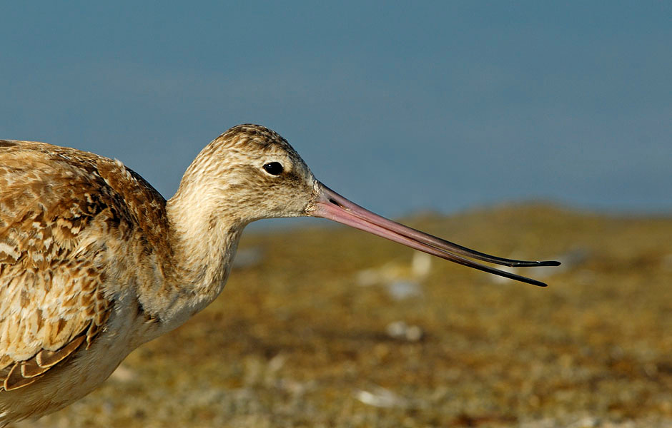А так слабо? Мраморный веретенник, Limosa fedoa, Лагуна Малибу, Marbled Godwit, Malibu Lagoon, California
