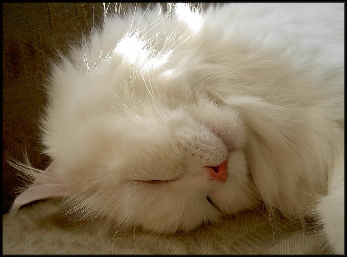 котик кот