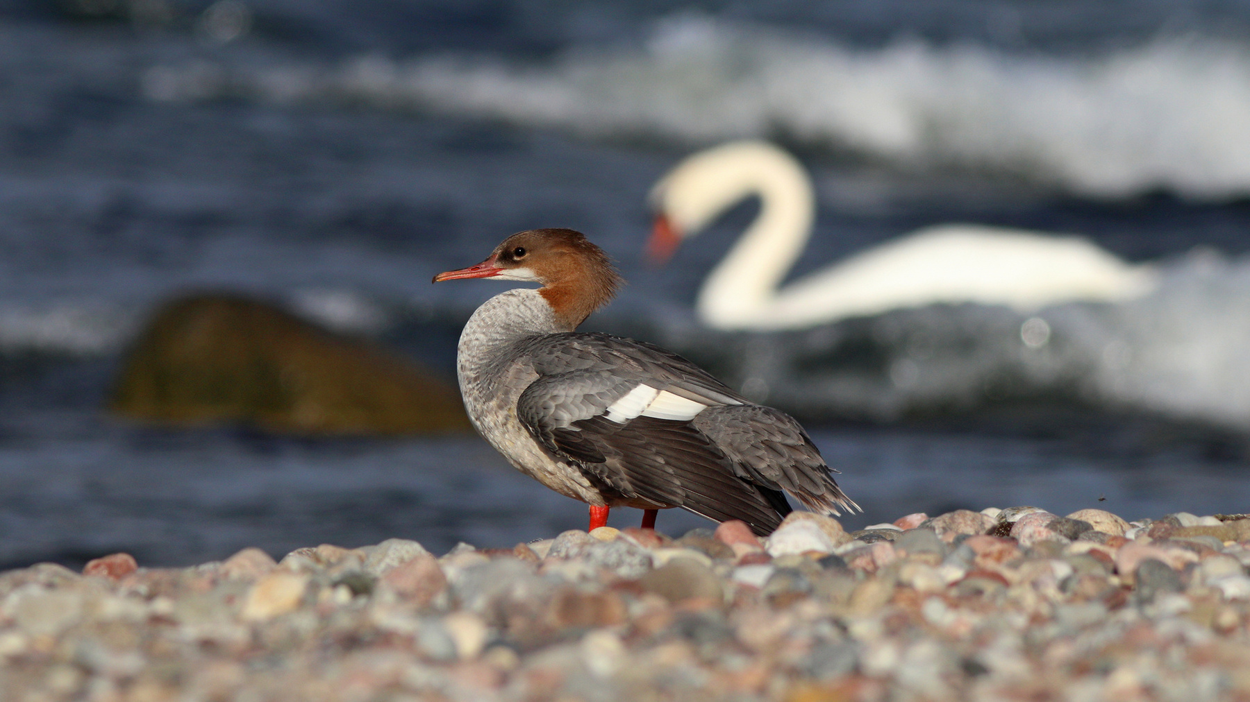 Молодой крохаль Большой крохаль Mergus merganser Common