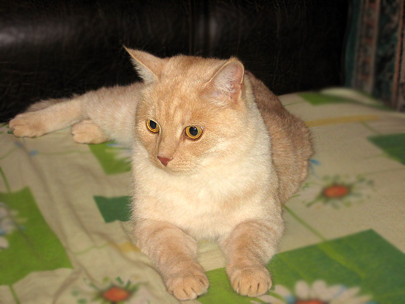 Котяра.... кот, коты, кошки, животные