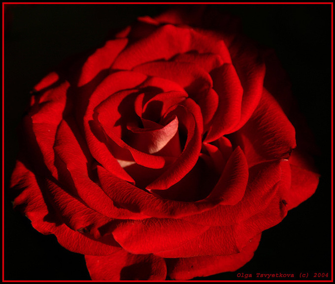 *ROSE... Woman... LOVE...* (не забуду никогда!!!...) ROSE Woman LOVE роза женщина любовь