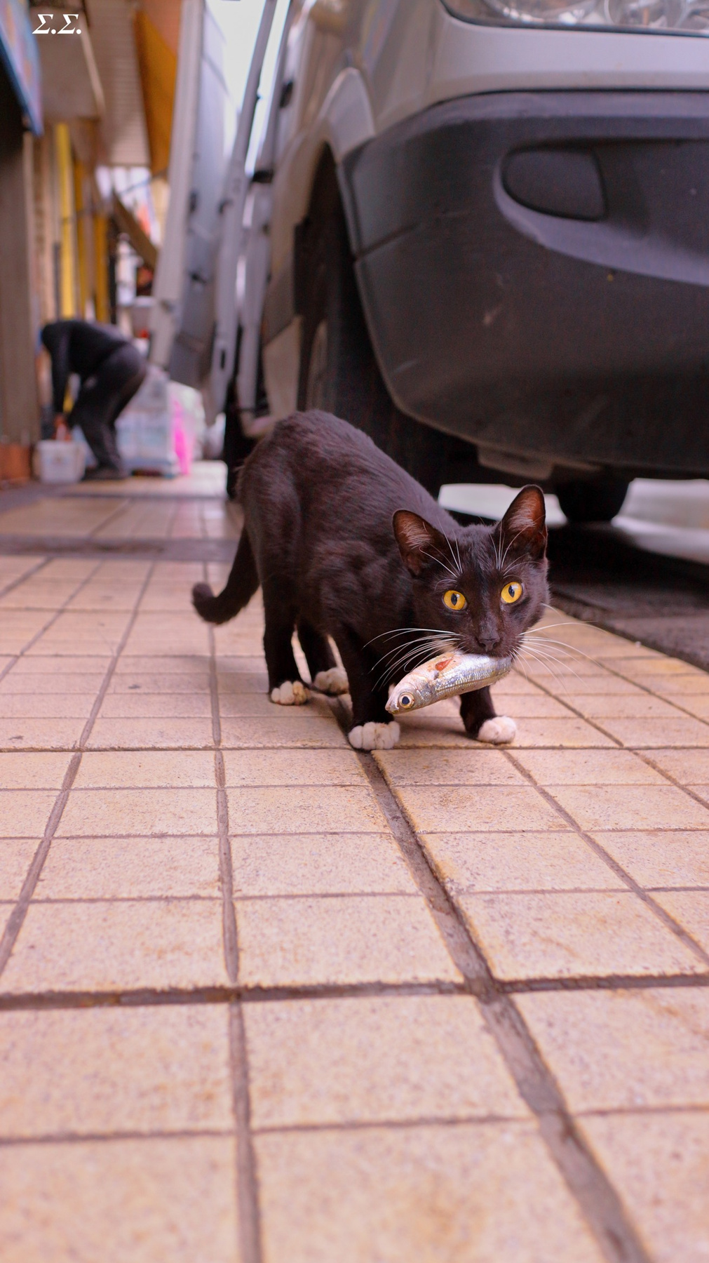 BLACK CAT WITH A FISH 