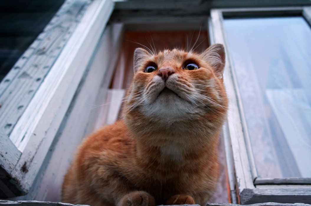 Сожаление о уходяшем лете Кот