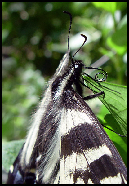 Зарядка для хобота Tiger Swallowtail Papilio rutulus