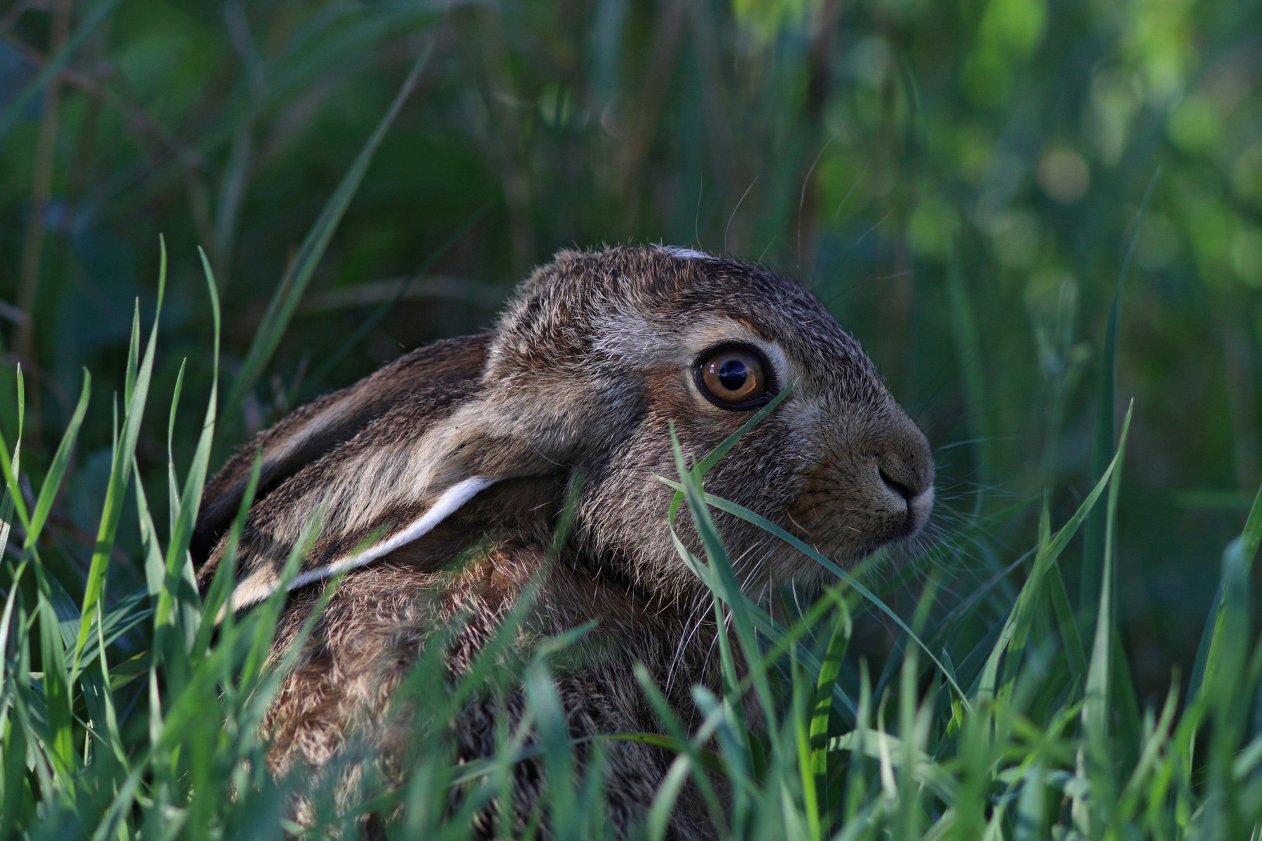Зайчонок Заяц-русак Lepus europaeus European hare