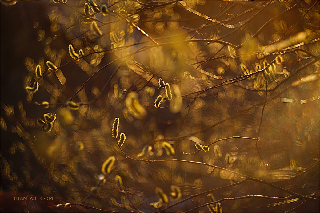 Золотая живопись Весны / The Golden Painting of Spring верба Весна макро арт артфото Гелиос Ритам Мельгунов поэзия стихи