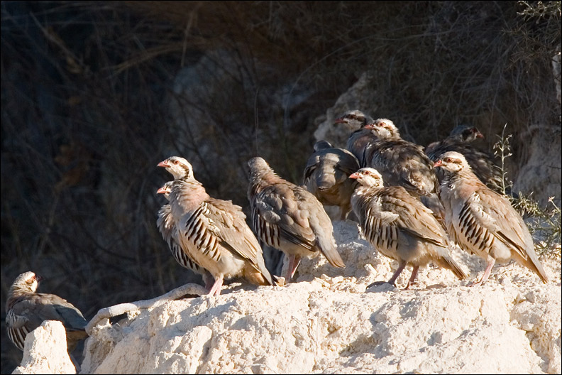 Каменные куропатки кеклик chukar каменная куропатка