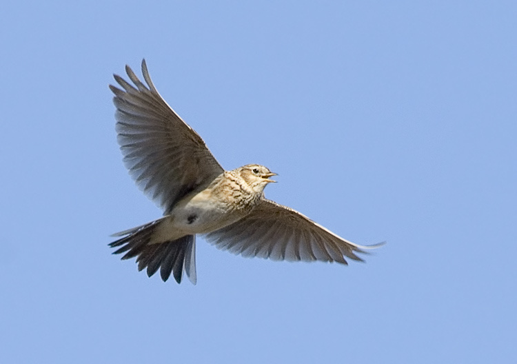 Жаворонок поёт Полевой жаворонок, Skylark, Alauda arvensis, песня, полет
