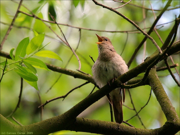 Обыкновенный соловей (Luscinia luscinia) соловей