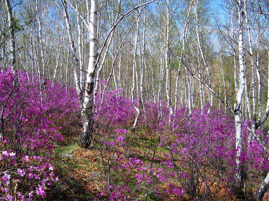 Багульник Весна, солнце, багул.