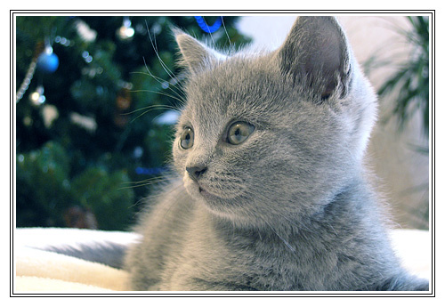 Предновогодняя котенок