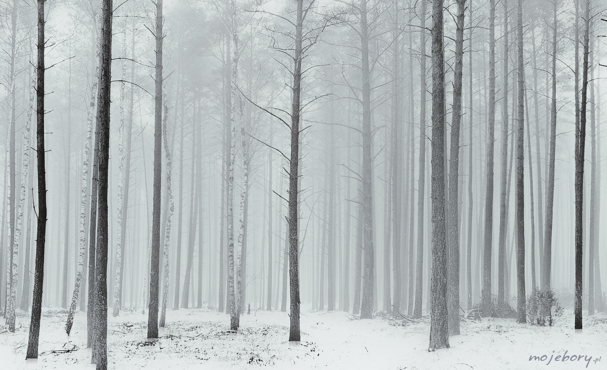 forest forest, mojebory, bory, tucholskie, poland, snow, winter
