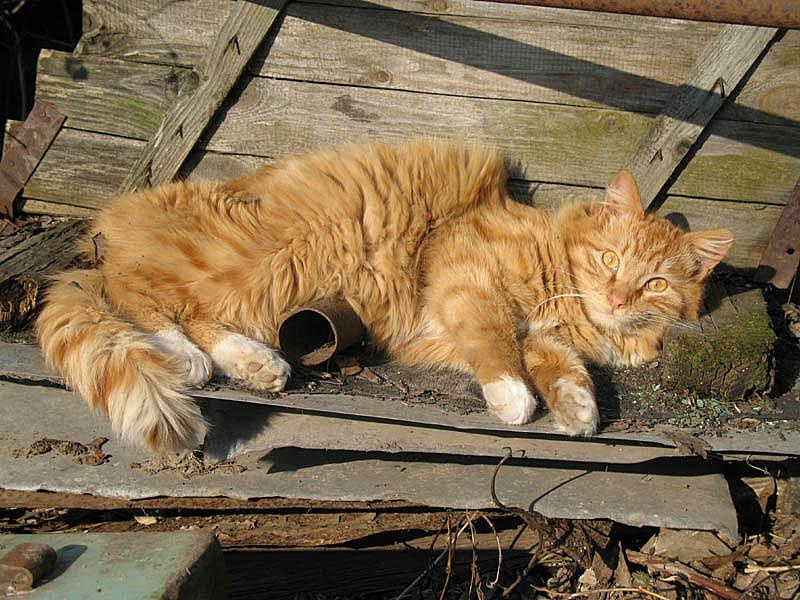 Чубайс кот
