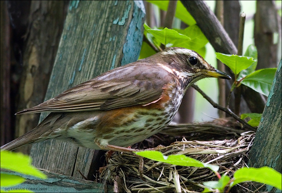Две недели из жизни белобровиков. 1 -  Мама на гнезде. Белобровик Turdus iliacus